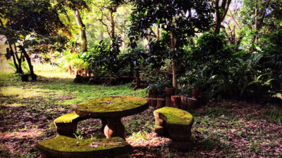 jardin-forêt