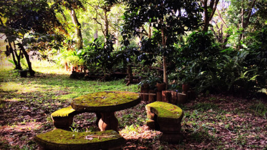 jardin-forêt
