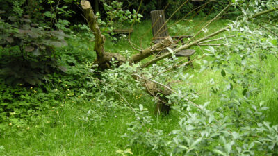 jardin sauvage