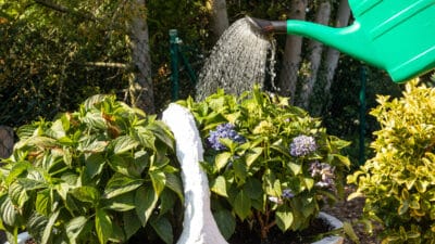 lavatères jardin