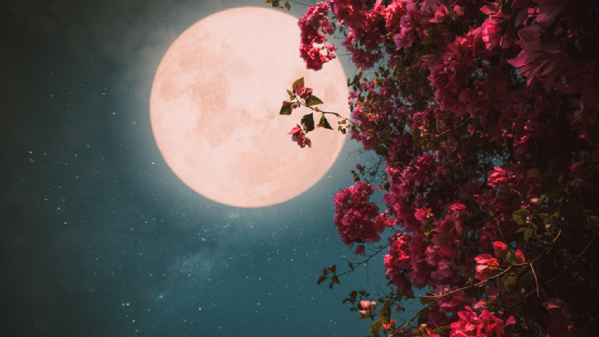 lune jardin