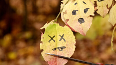 ne jetez plus les feuilles mortes