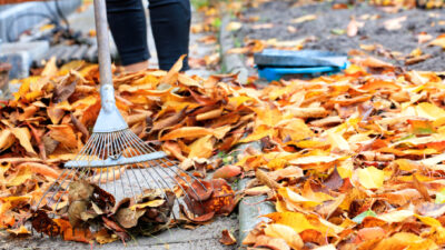 Ne ramassez plus vos feuilles mortes