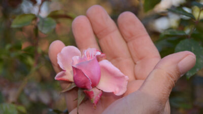 octobre rose jardin