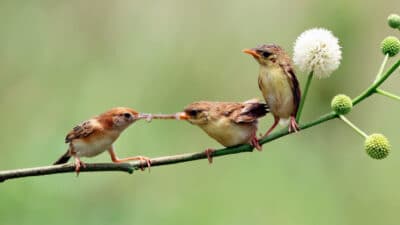 oiseaux jardin