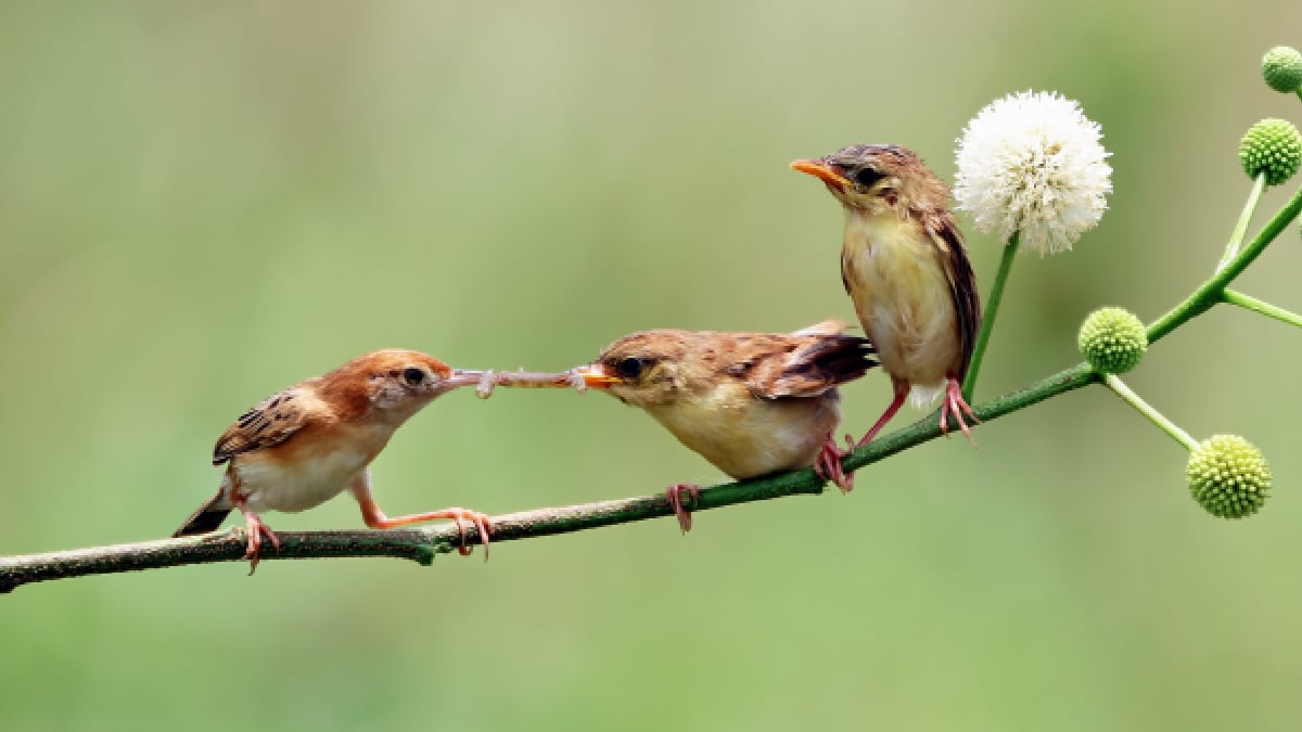 oiseaux jardin