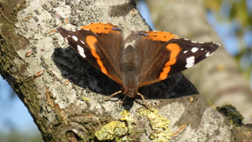 Papillon Vulcain