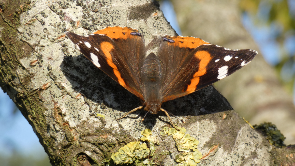 Papillon Vulcain