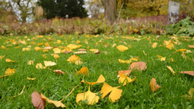 pelouse octobre