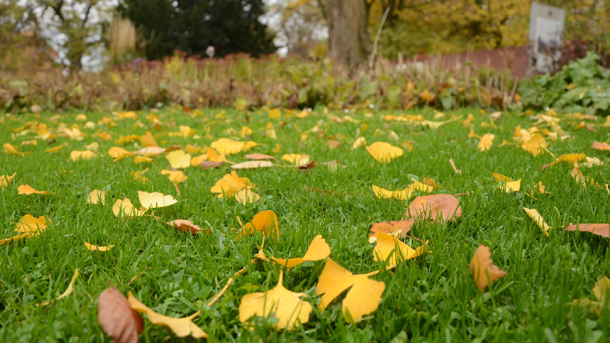 pelouse octobre