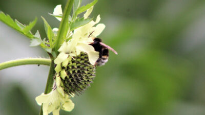 plante mellifères abeille
