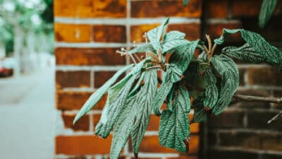 Plantes d’intérieur hiver