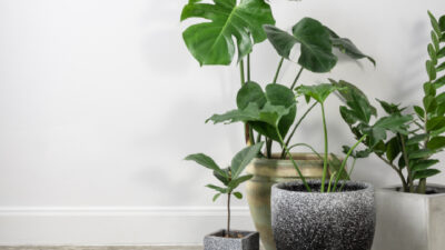 plantes intérieur
