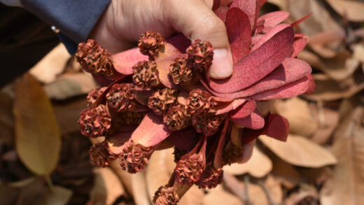 plantes médicinales d’automne