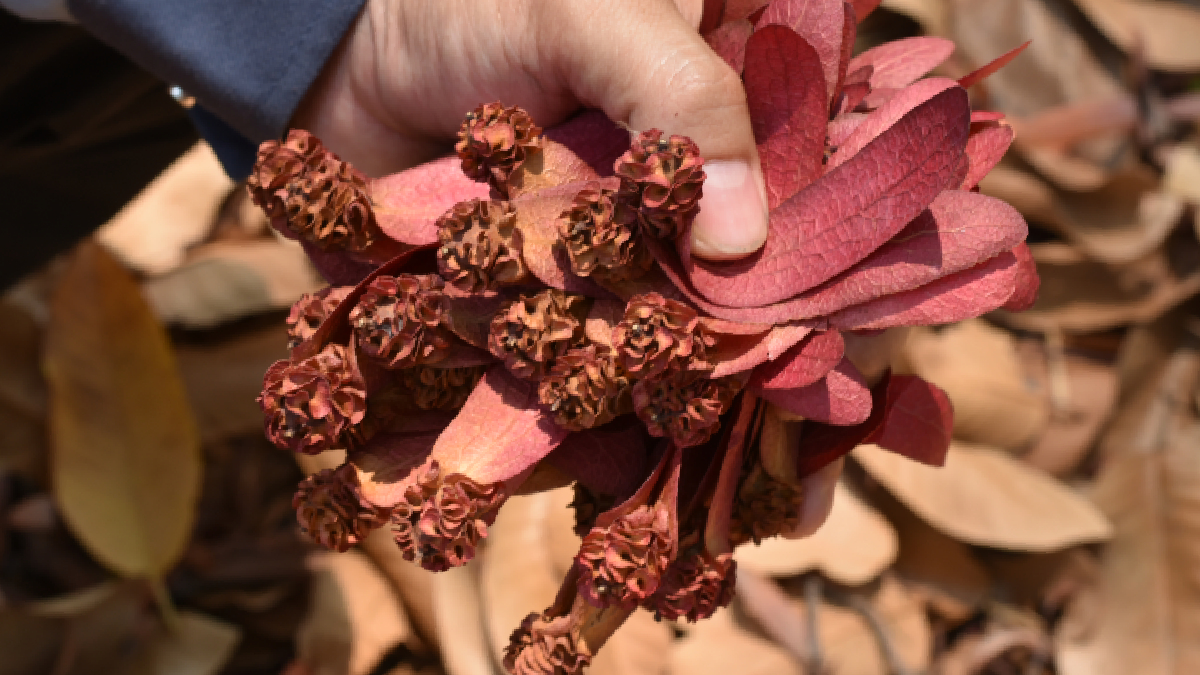 plantes médicinales d’automne