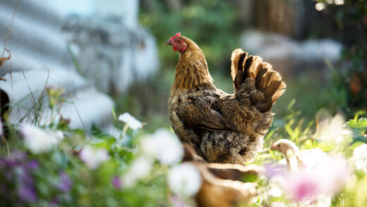 poule en octobre