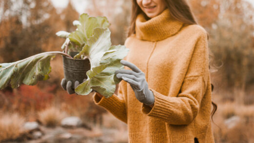 protéger vos plantes du froid