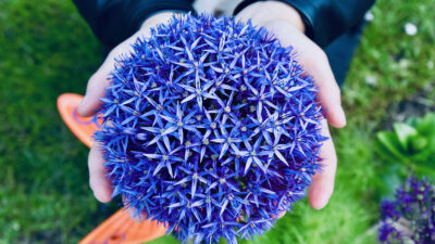 Sauvez vos agapanthes