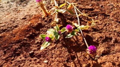 sol fertile au printemps