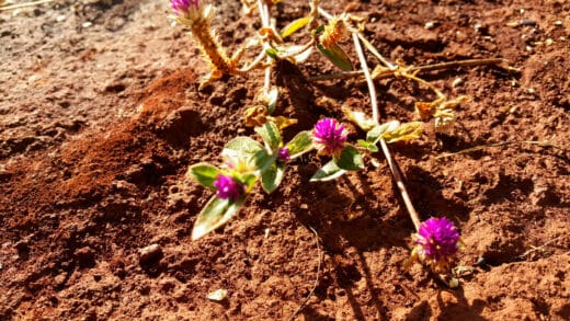 sol fertile au printemps