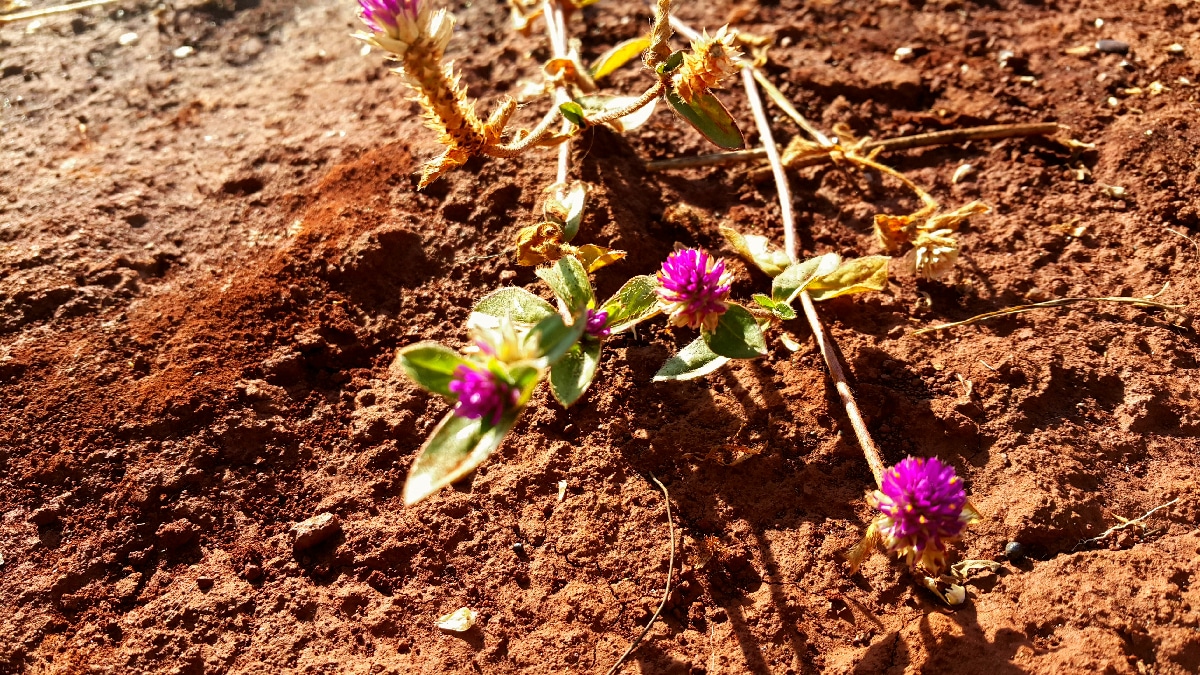 sol fertile au printemps