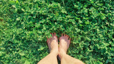 Sous nos pieds, un réseau végétal invisible