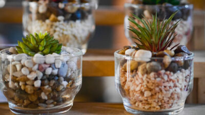 Terrariums d’automne
