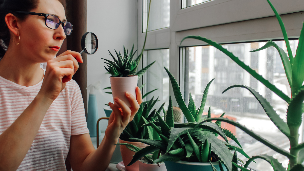 Vos plantes d’intérieur fanent trop vite