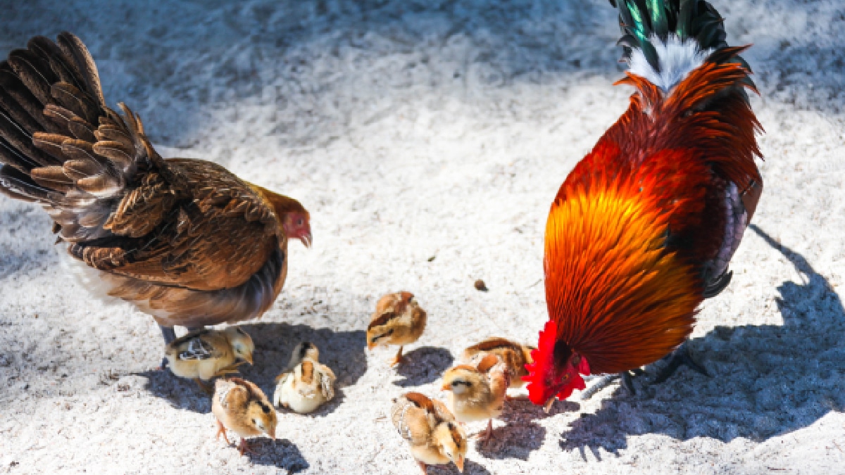 adapter la nourriture de vos poules pour renforcer leur immunité hivernale