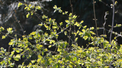 Arbustes à feuillage d’automne