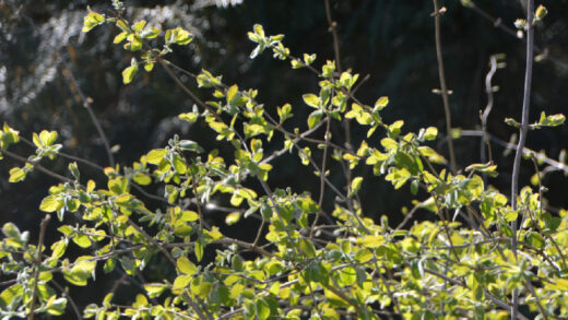 Arbustes à feuillage d’automne