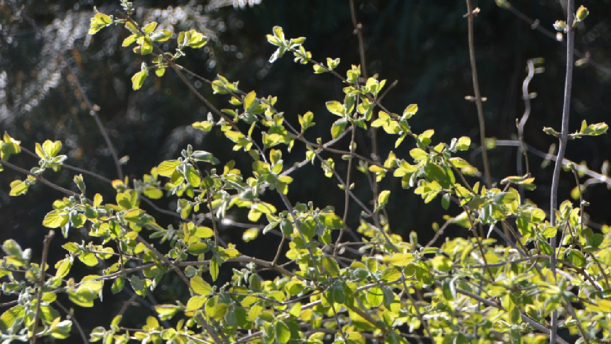 Arbustes à feuillage d’automne