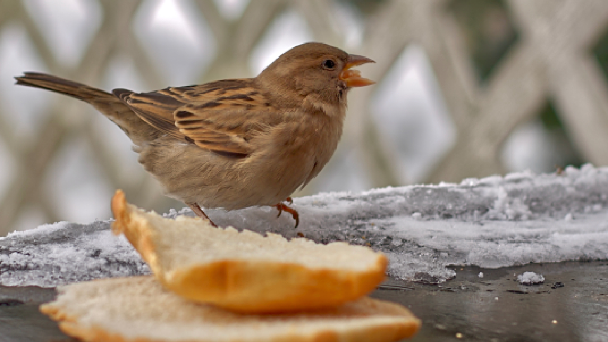 bien nourrir les mésanges en hiver