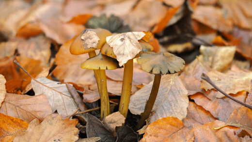 Champignons de novembre
