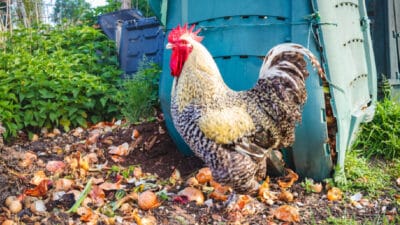 chauffer l’eau des poules en automne