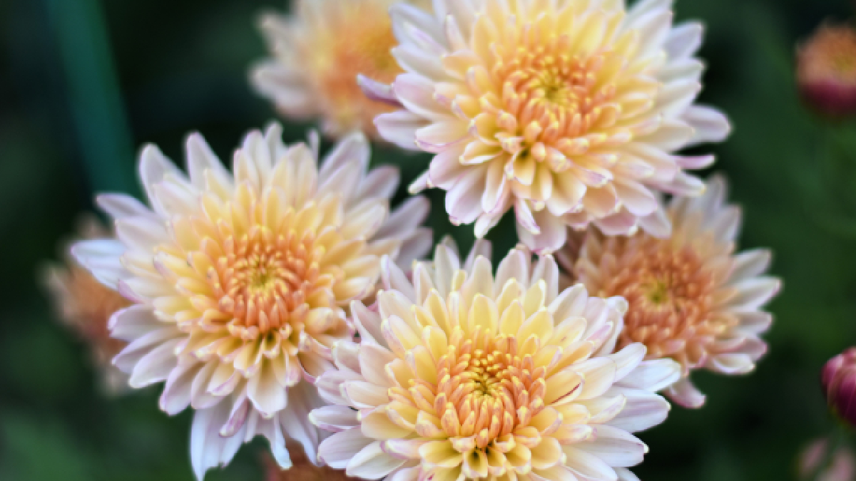 chrysanthème