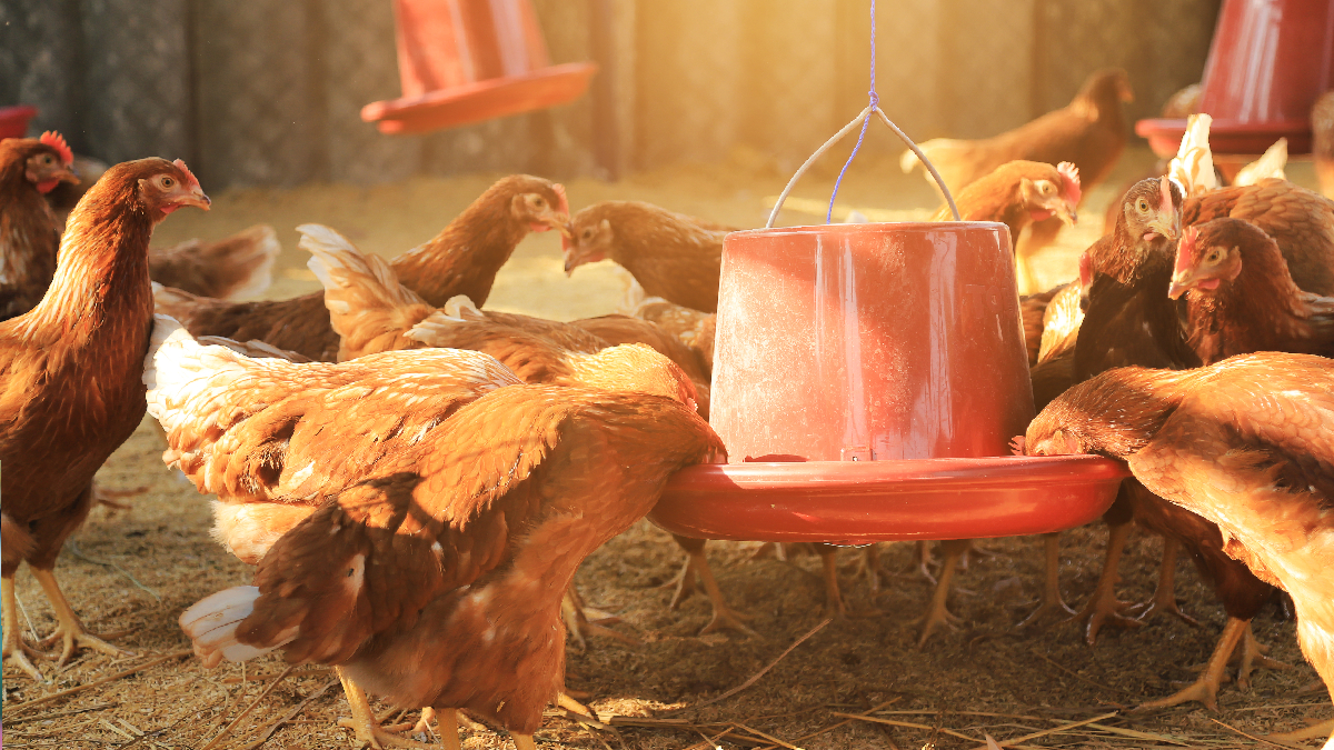 Comment adapter l’alimentation des poules à l’arrivée de l’automne _