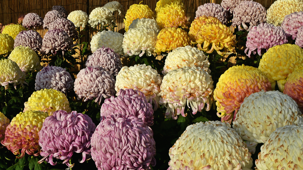 diversité des chrysanthèmes