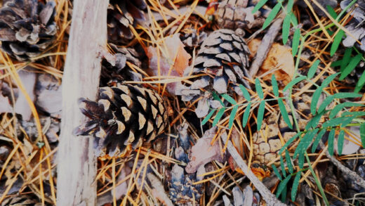 épines de pin, un paillage naturel
