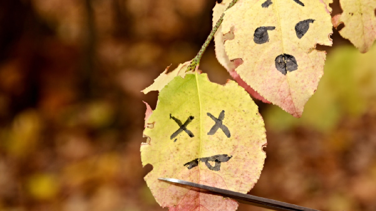 erreurs à éviter au jardin en novembre