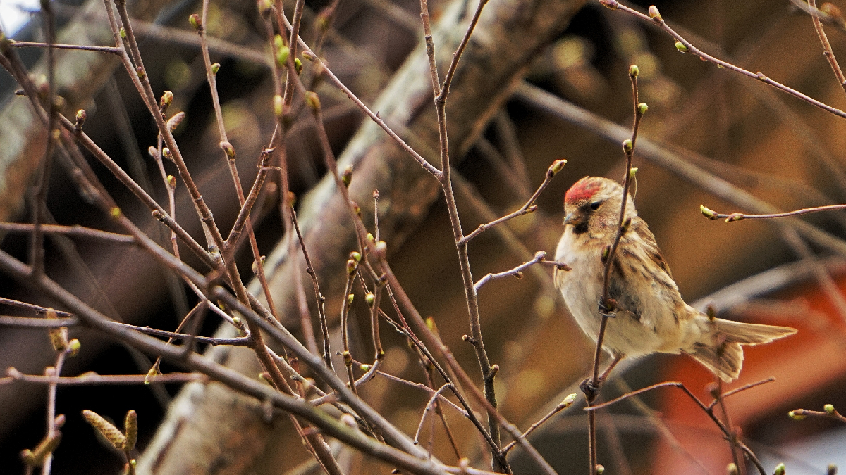Faut-il nourrir les oiseaux dès novembre