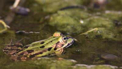 grenouilles en novembre