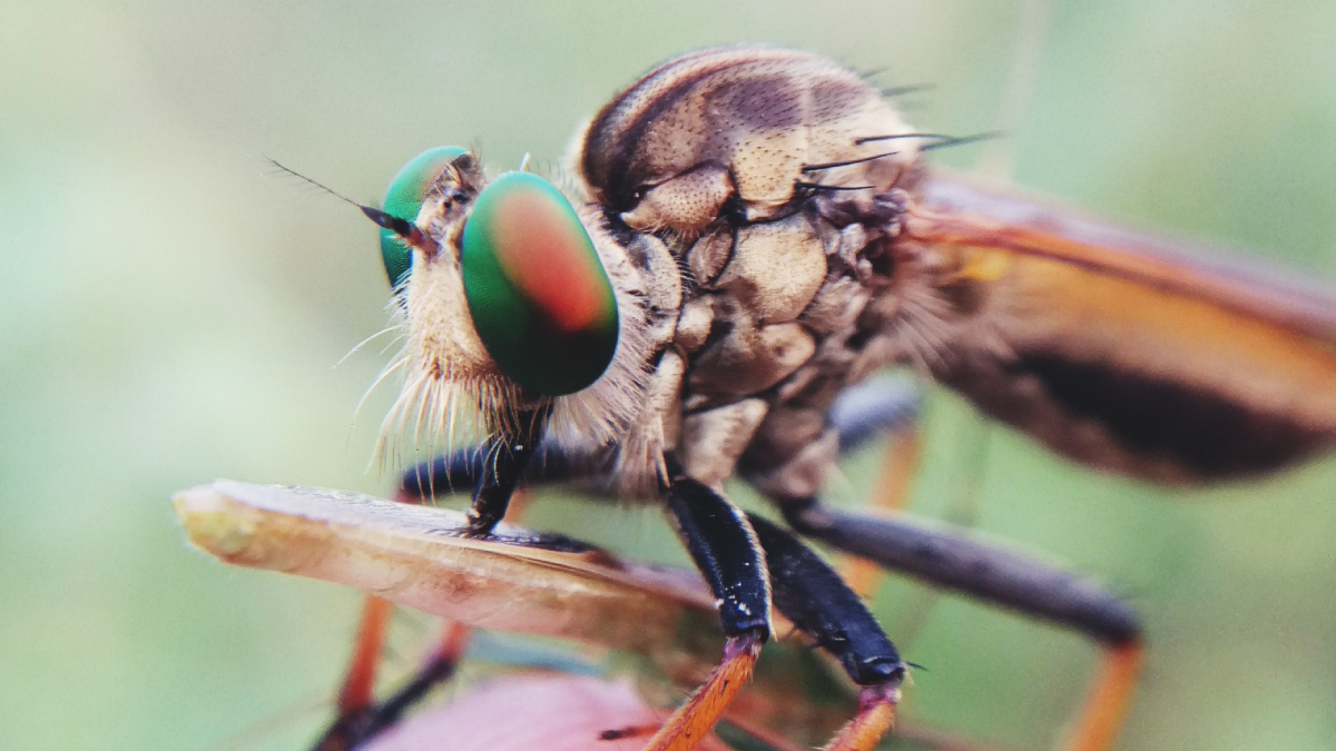 Insectes pollinisateurs