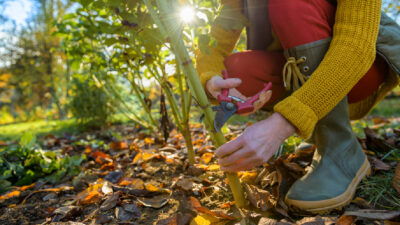 Jardinage de novembre