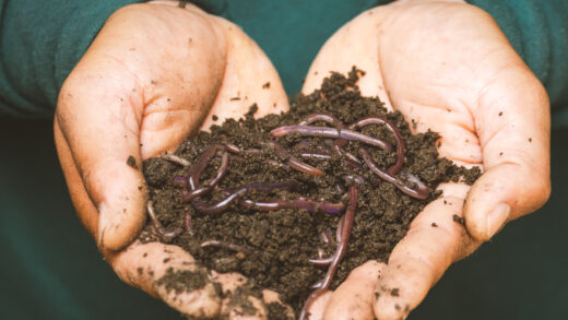 l’incroyable vie cachée des vers de terre
