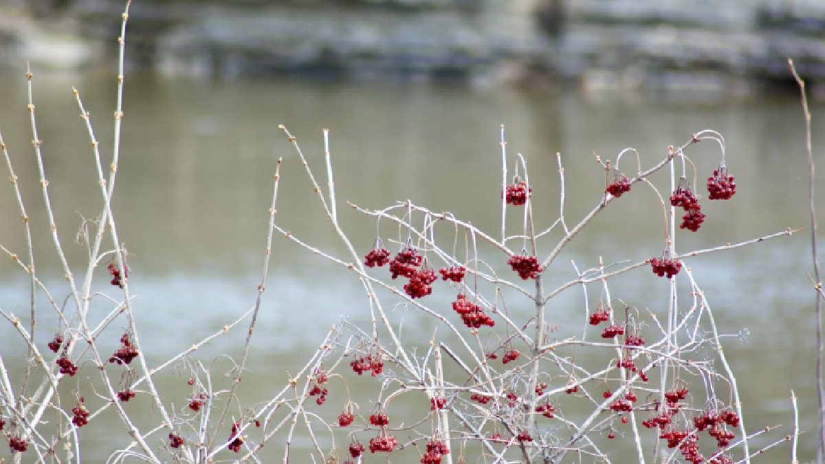 massif fleurs hiver
