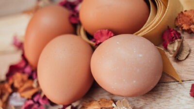 Moins d’œufs en automne