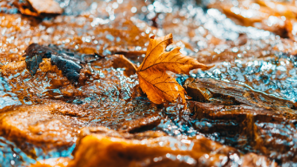 nettoyer son bassin à poissons en automne