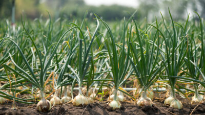 planter ail novembre