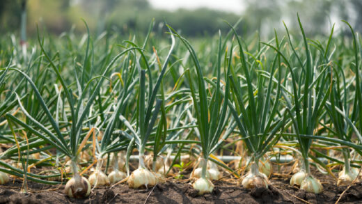 planter ail novembre